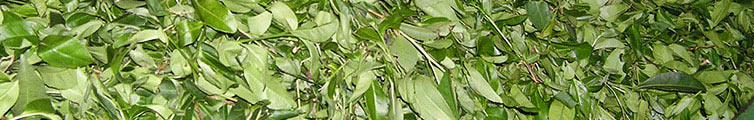 Сырые листья чая